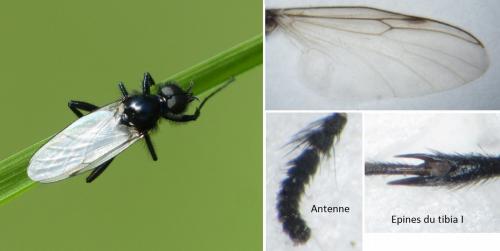 Réf. 215 643 : Bibio leucopterus